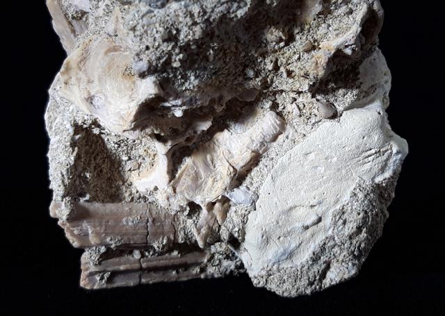 Phacodus punctatus (DIXON 1850) - Bild © FossNet FossilienStore